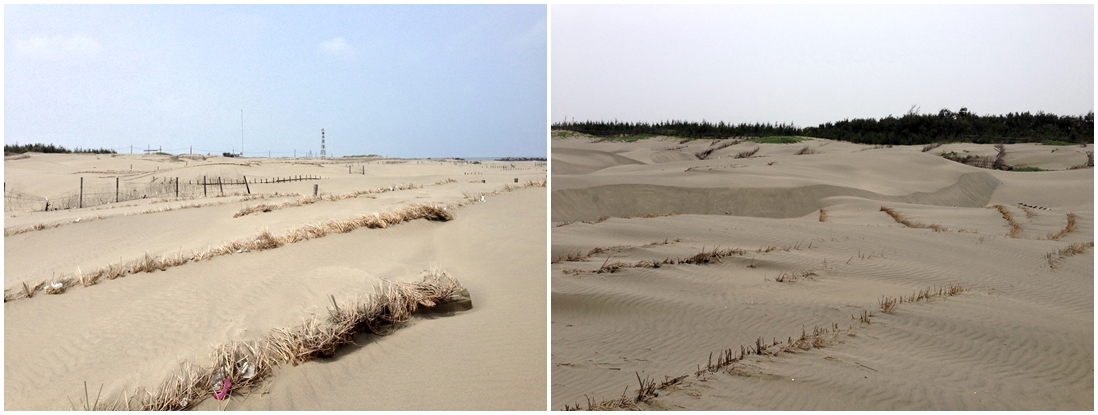 暨沙洲上壯觀的木樁竹樁之後，稻梗護沙也在沙洲留下了堅強的身影。